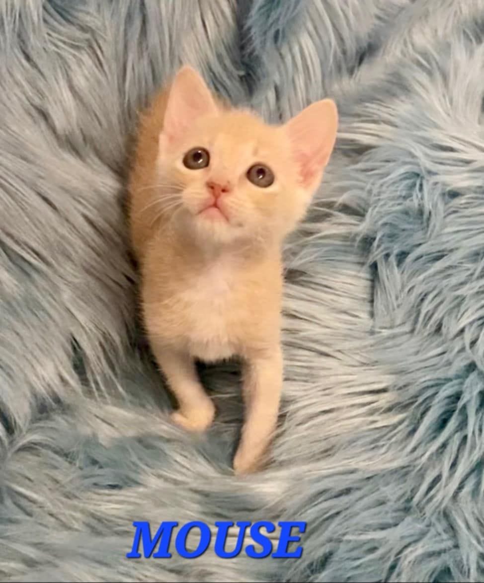 Mouse Mouse